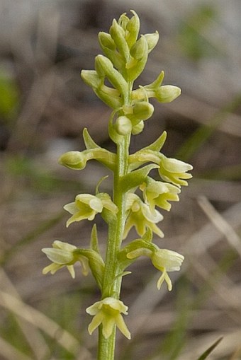 Pseudorchis albida subsp. tricuspis