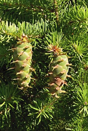 Pseudotsuga menziesii var. glauca