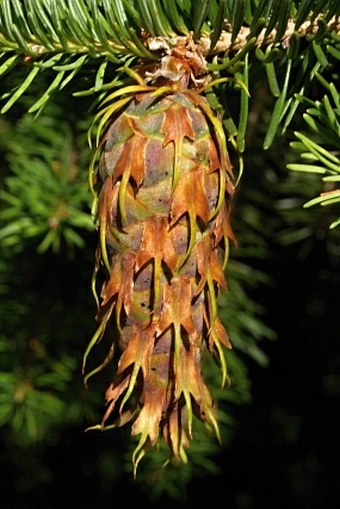 Pseudotsuga menziesii var. glauca