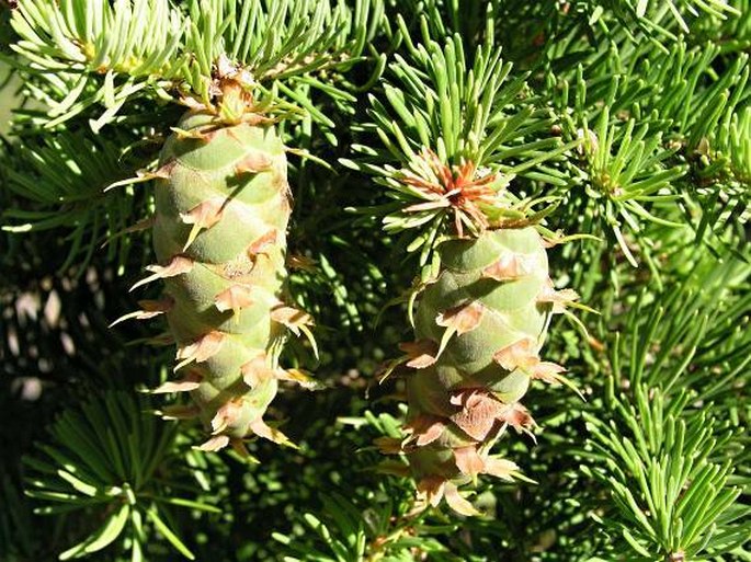 PSEUDOTSUGA MENZIESII var. GLAUCA (Beissn.) Franco – douglaska tisolistá sivá / duglaska tisolistá