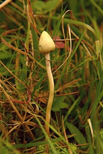 Psilocybe semilanceata