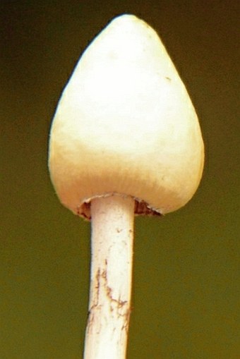 Psilocybe semilanceata