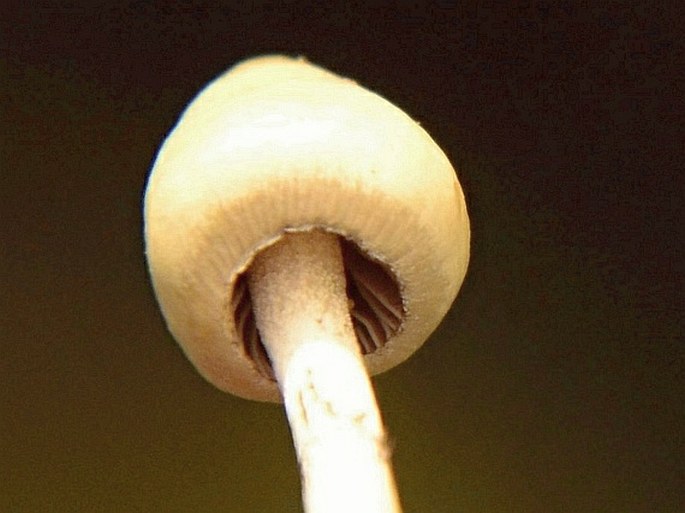 PSILOCYBE SEMILANCEATA (Fr.) P. Kumm. - lysohlávka kopinatá / holohlavec končistý