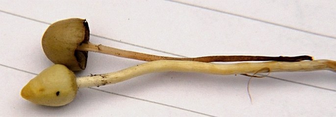 Psilocybe semilanceata