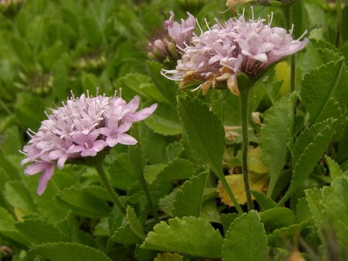 Pterocephalus perennis subsp. bellidifolius