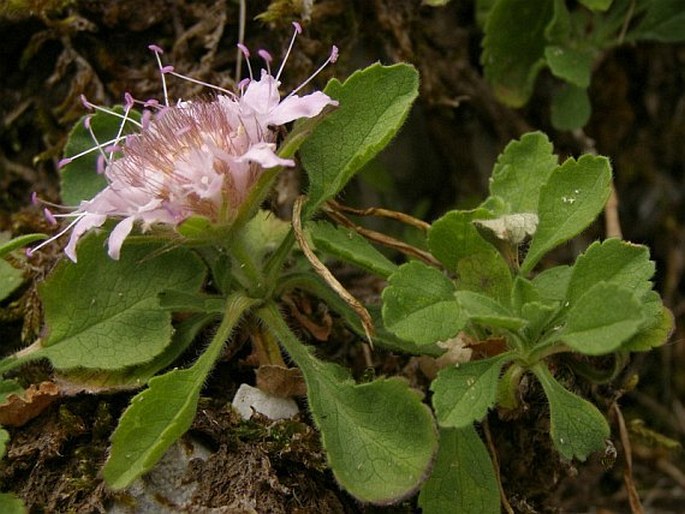 Pterocephalus perennis subsp. bellidifolius