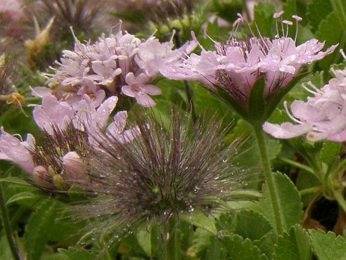 Pterocephalus perennis subsp. bellidifolius