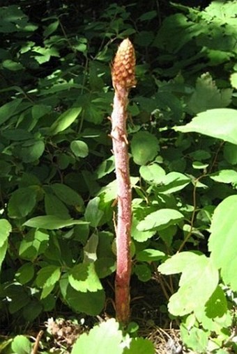 Pterospora andromedea