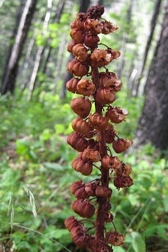 Pterospora andromedea