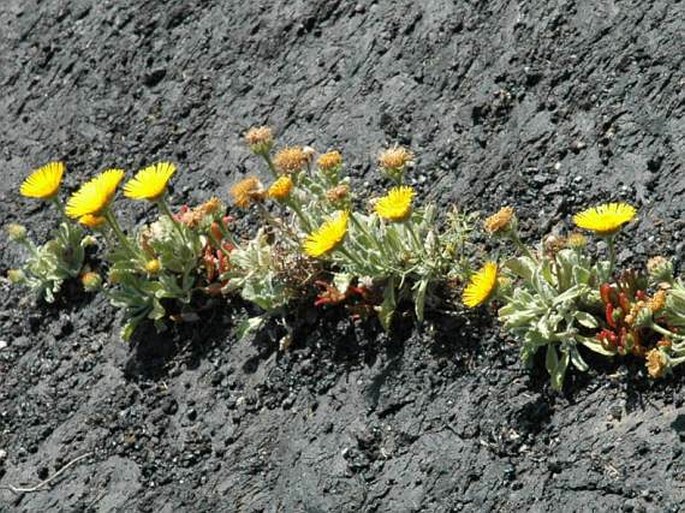 Pulicaria canariensis