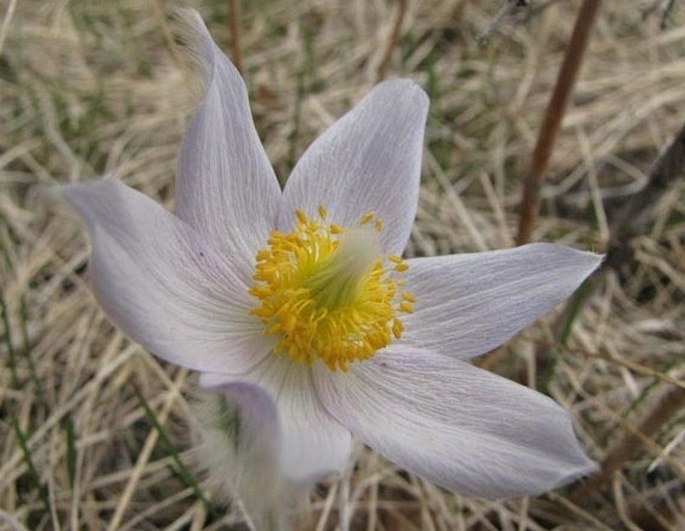 Pulsatilla patens subsp. multifida