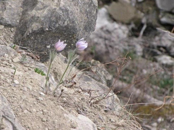 Pulsatilla patens subsp. multifida