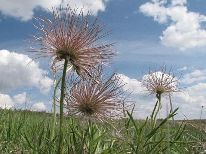 Pulsatilla patens subsp. multifida