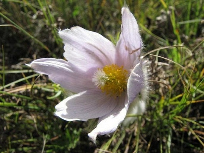 Pulsatilla patens subsp. multifida