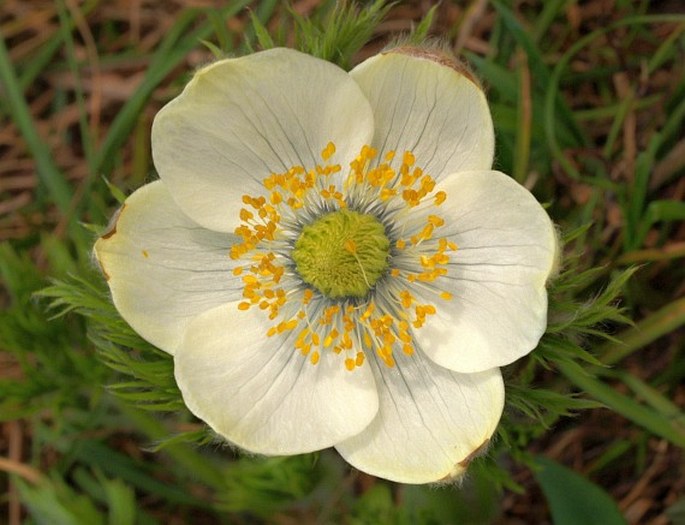 Pulsatilla occidentalis