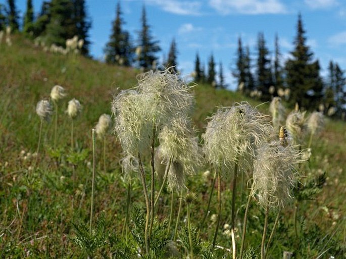 Pulsatilla occidentalis