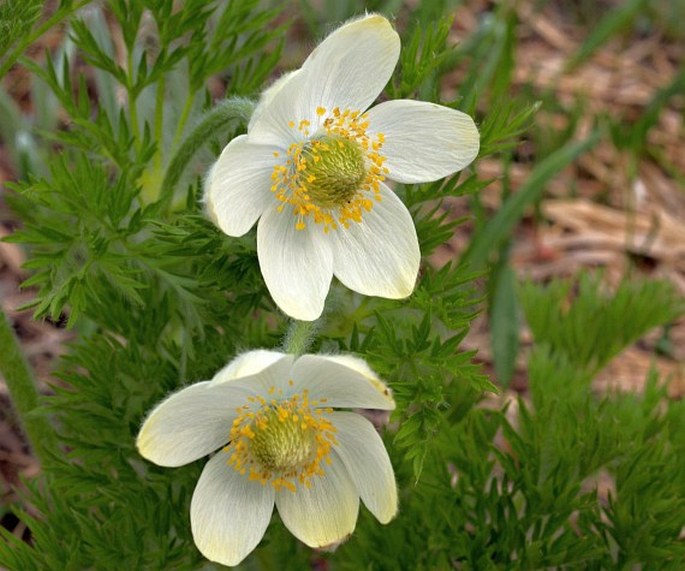 Pulsatilla occidentalis