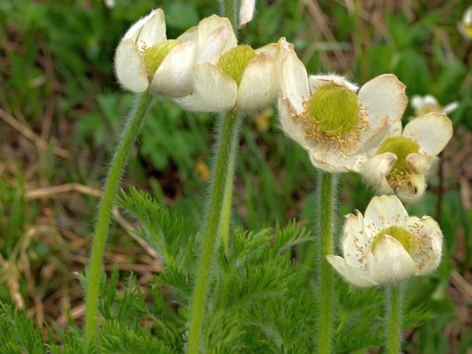 Pulsatilla occidentalis