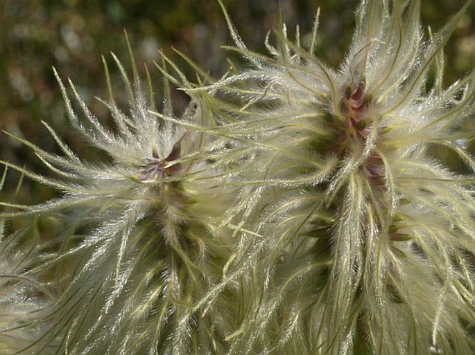 Pulsatilla occidentalis