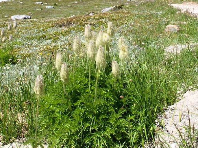 Pulsatilla occidentalis