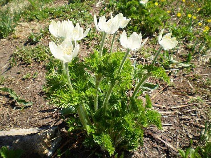 Pulsatilla occidentalis