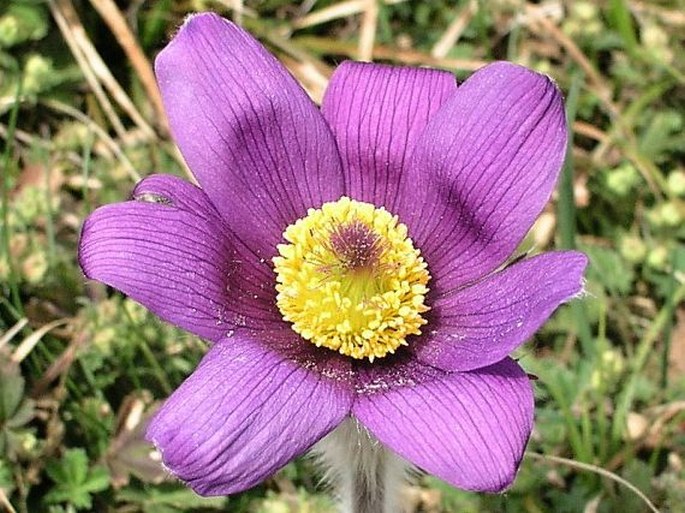 Pulsatilla vulgaris