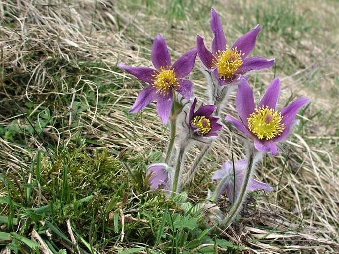 Pulsatilla vulgaris