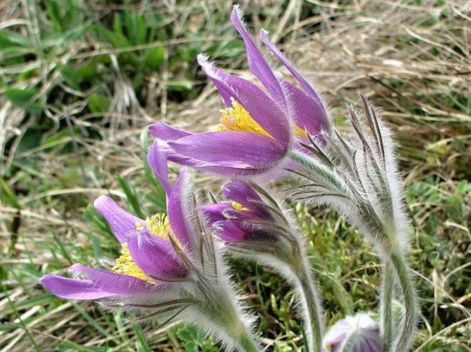 Pulsatilla vulgaris