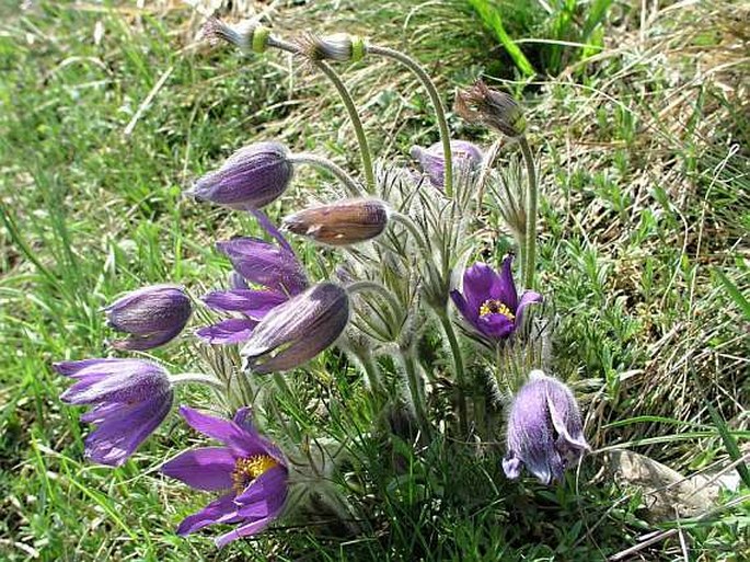 Pulsatilla vulgaris