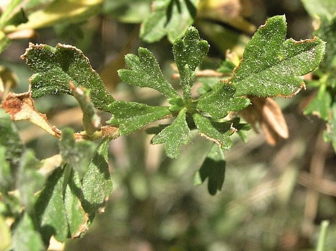 Purshia tridentata