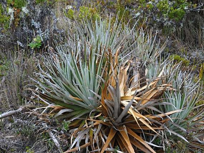 Puya dasylirioides