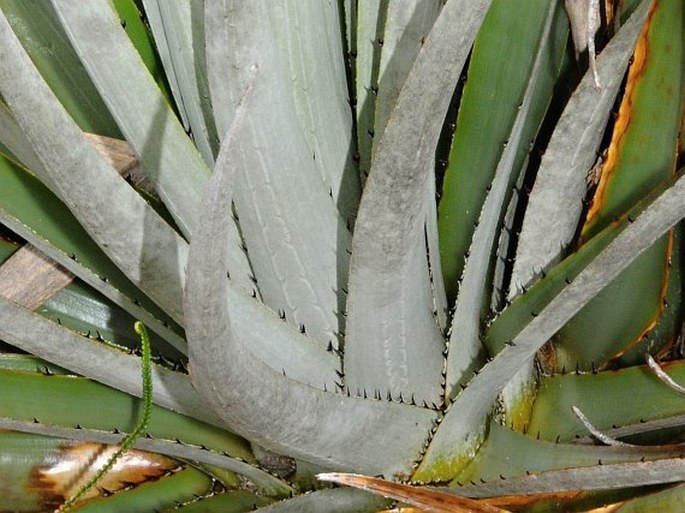 Puya dasylirioides