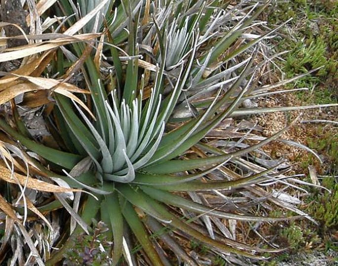 Puya dasylirioides