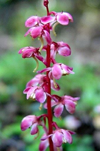 Pyrola asarifolia