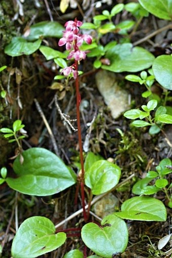 Pyrola asarifolia