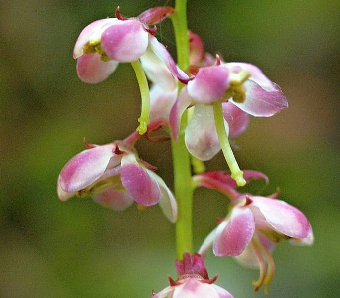 PYROLA ASARIFOLIA Michx. – hruštička