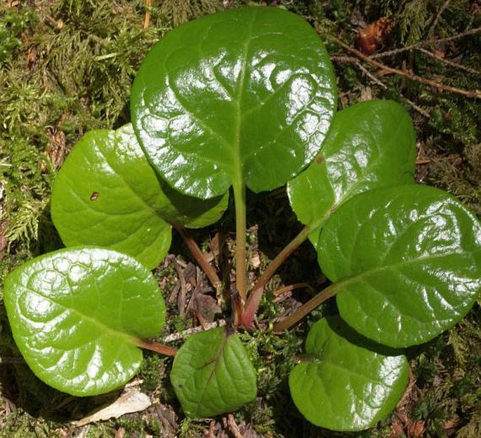 Pyrola asarifolia