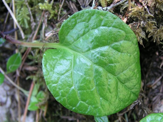 Pyrola asarifolia