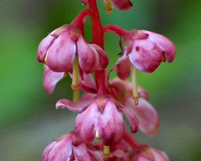 Pyrola asarifolia