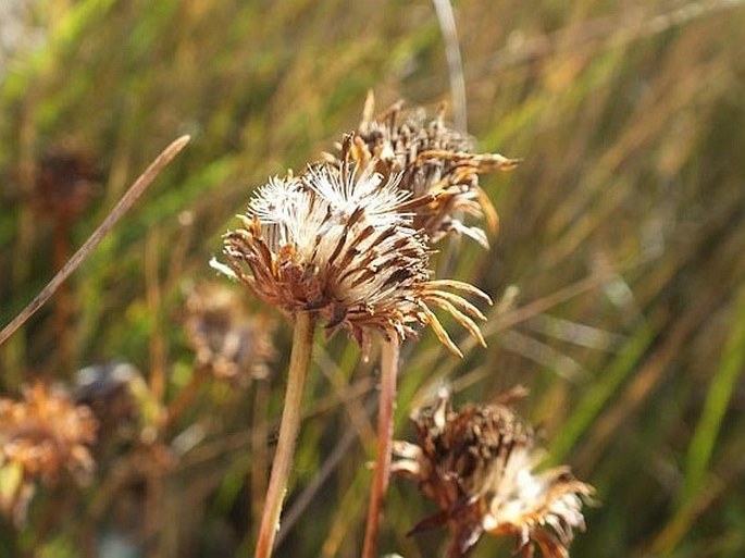 Pyrrocoma lanceolata