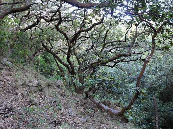 Quercus oleoides