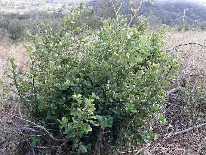 Quercus oleoides