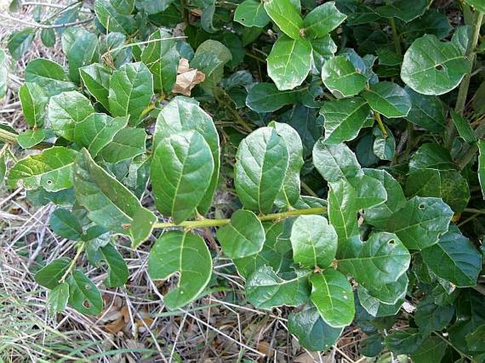 Quercus oleoides