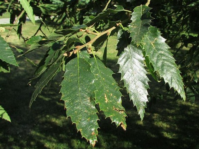 Quercus libani