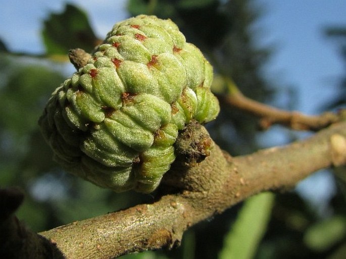 Quercus libani