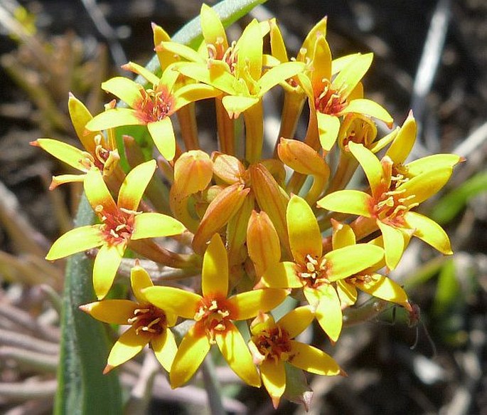 QUINCHAMALIUM CHILENSE Molina