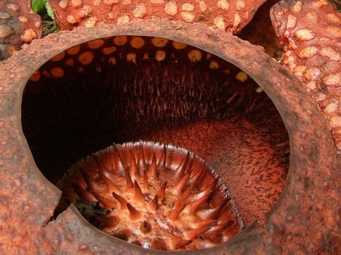 Rafflesia arnoldii