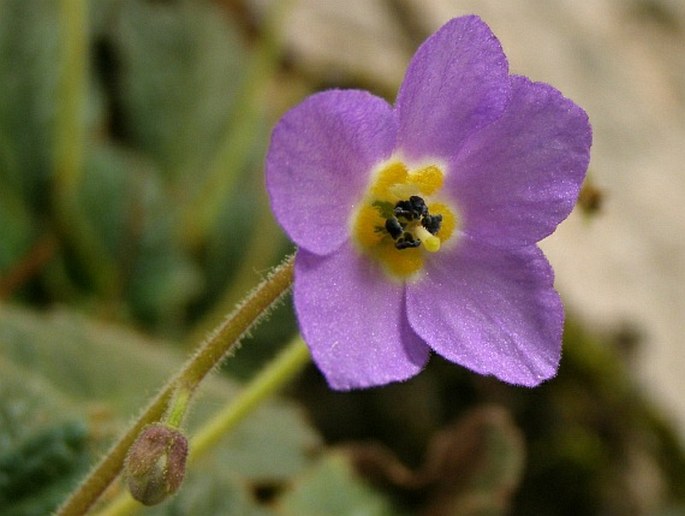 Ramonda serbica