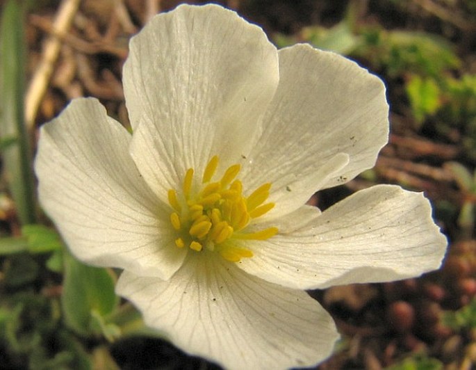 Ranunculus amplexicaulis