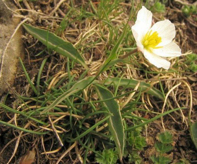 RANUNCULUS AMPLEXICAULIS L. – pryskyřník / iskernik